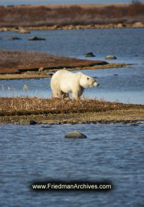 Polar Bear with no snow