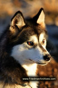 Sled Dog