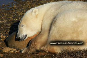 Sleeping Polar Bear