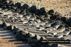 Tire Tracks