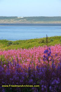 Purple Pink and Green Flowers and Water