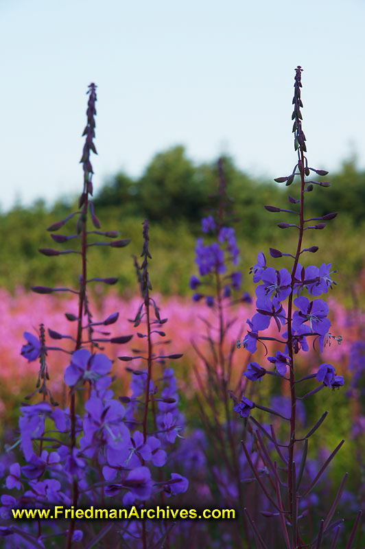 Purple and Pink Flowers