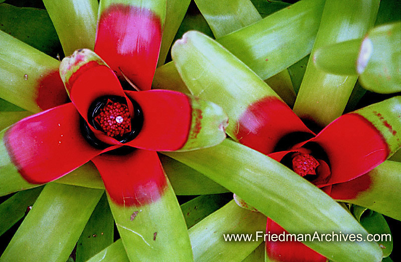 Red and Green Plants