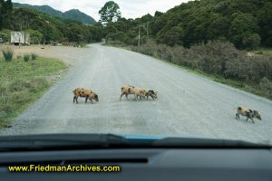 Road Hogs