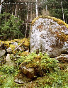 Rocks on Forest Floor