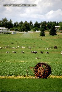 Round Thing on Pasture