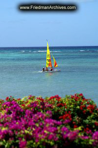 Sailboat, Blue Ocean, and Purple Flowers