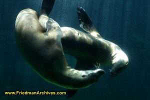 Sea Lions Dancing