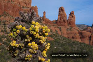 Sedona Cactus Flowers