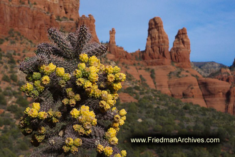 Sedona Cactus Flowers The Friedman Archives Stock Photo Images by