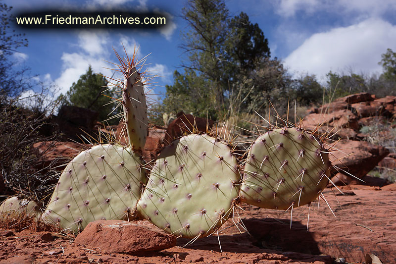 Sedona Cactus and Sky