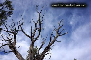 Sedona Tree Branches and Blue Sky