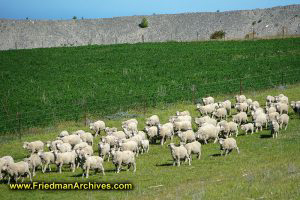 Sheep