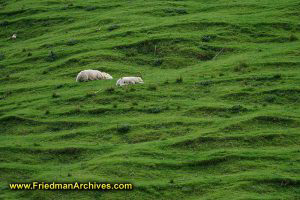 Sheep Grazing