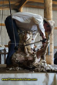 Sheep and Shearer