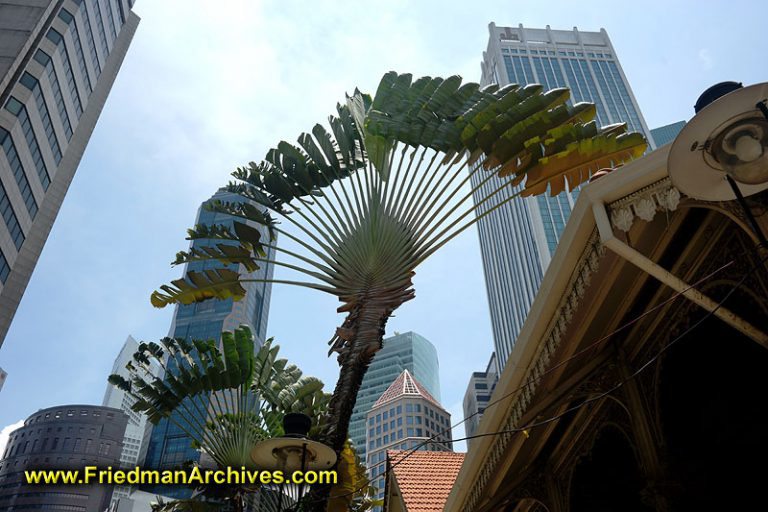 Singapore / Palm Trees The Friedman Archives Stock Photo Images by