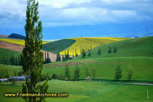 South Island Yellow Landscape