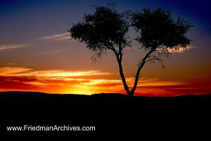 Split Tree Sunset