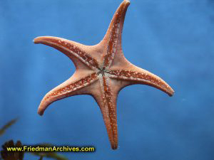 Starfish