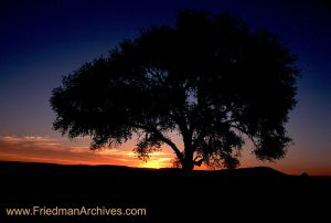 Big Tree Sunrise