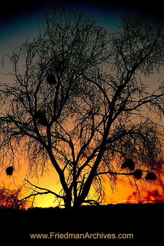 Fuzzy Tree Sunset