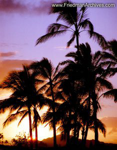 Palms at Sunset