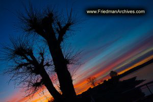Sweden Bare Tree at Sunset