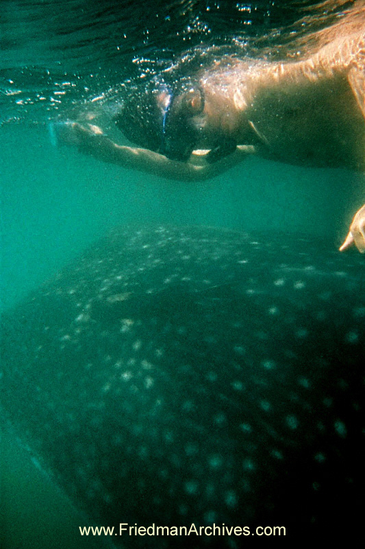 Swimming with Whale Sharks