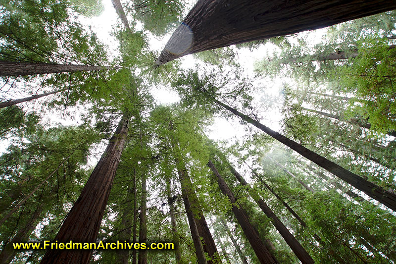 The Sky through the Forest