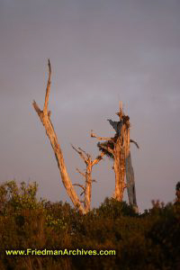 Tree Stump at Sunset