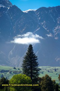 Tree and Cloud