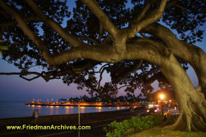 Tree in city at dusk