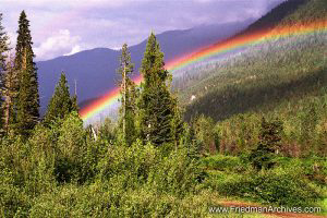 Trees and Rainbow