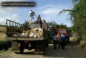 Truck Traffic Jam