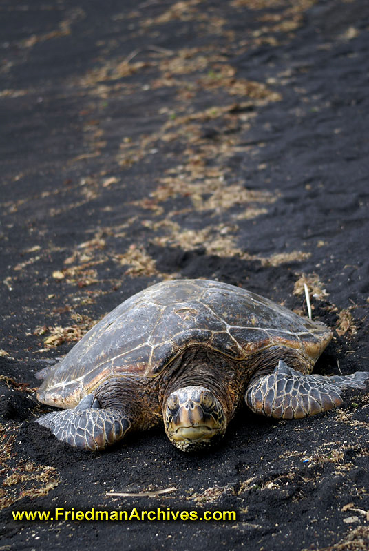 Turtle