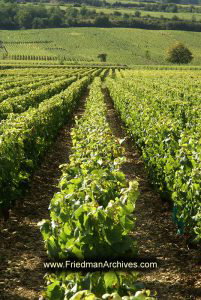 Vineyard