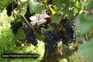 Vineyard Grapes