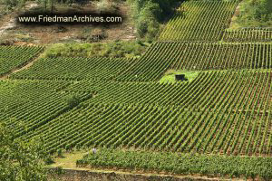 Vineyards