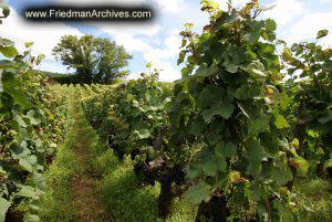 Vineyards