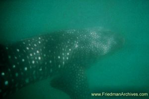 Whale Shark