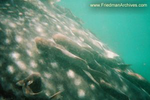 Whale Shark and Fish