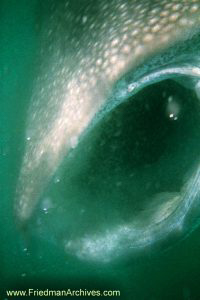 Whale Shark's Mouth