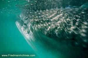 Whaleshark Eye Close-Up