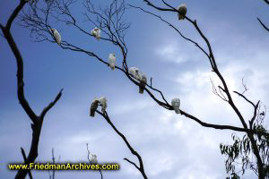 White Cockatoos in Tree