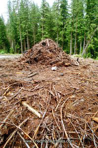 Wood Pile