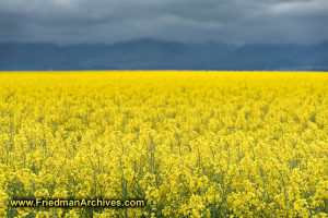 Yellow Canola Field