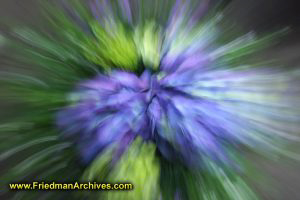 Zooming Purple Hydrangea