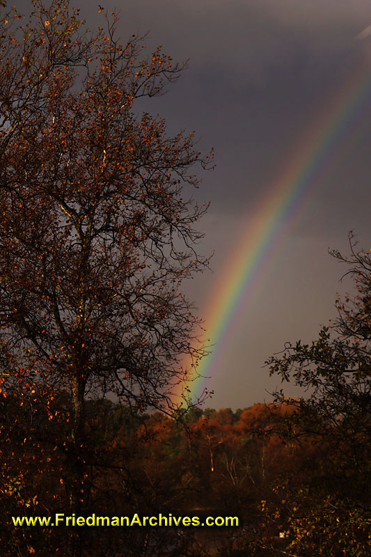 Rainbow and Trees (Vertical)