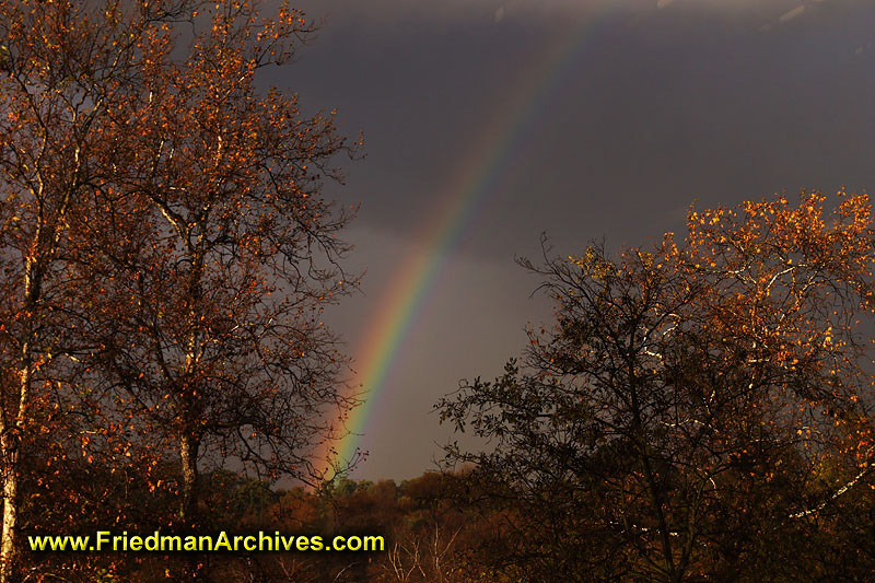 Rainbow and Trees Horizontal