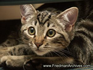 cat,pet,portrait,eyes,flash,